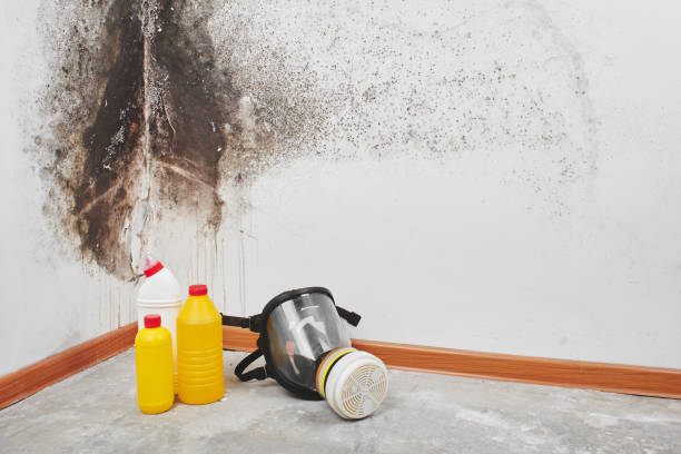 Best Mold Remediation  in Dripping Springs, TX