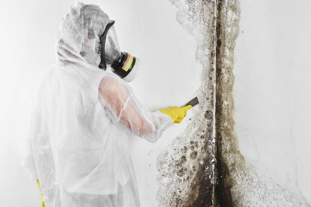 Best Local Mold Removal Service  in Dripping Springs, TX