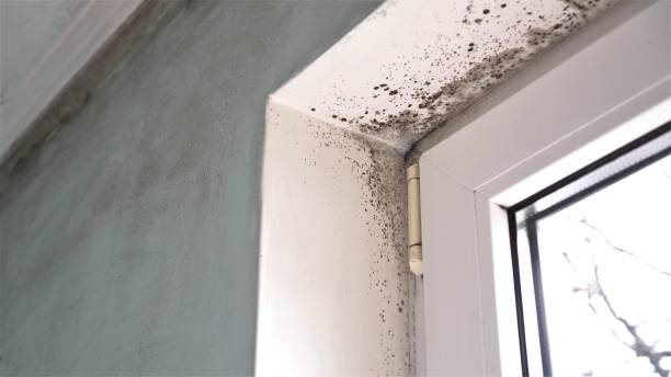 Best Office Mold Removal Services  in Dripping Springs, TX