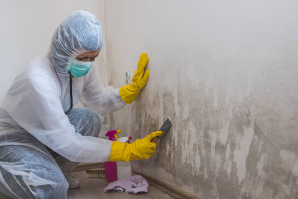 Best Office Mold Removal Services  in Dripping Springs, TX