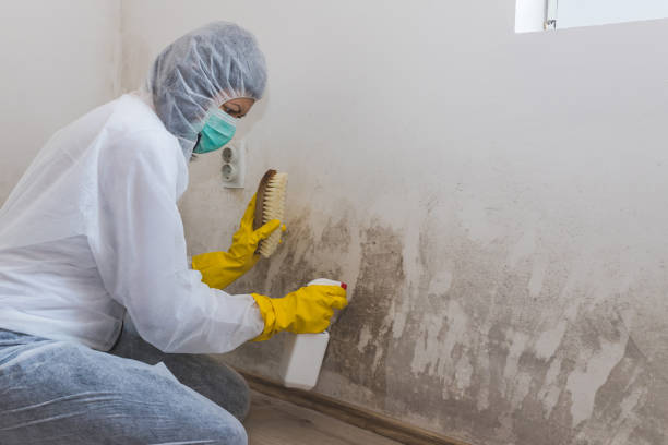 Best Residential Mold Removal  in Dripping Springs, TX