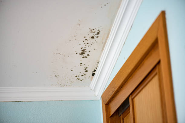 Best Certified Mold Removal  in Dripping Springs, TX