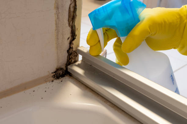 Best Toxic Mold Removal  in Dripping Springs, TX