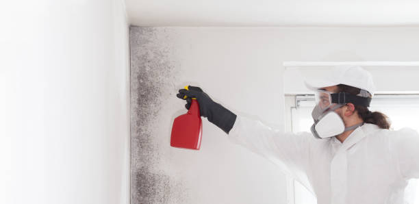 Best Fast Mold Removal  in Dripping Springs, TX