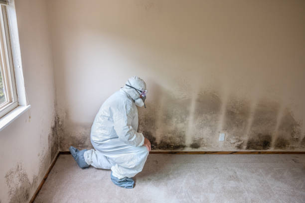 Best Attic Mold Removal  in Dripping Springs, TX