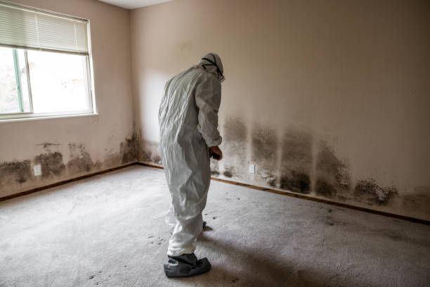 Best Crawl Space Mold Removal  in Dripping Springs, TX