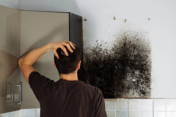 Best Office Mold Removal Services  in Dripping Springs, TX