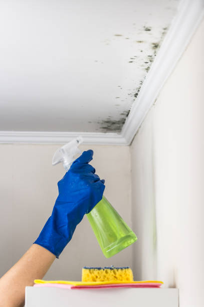 Best Toxic Mold Removal  in Dripping Springs, TX